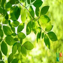 Tranh dán tường Hàn Quốc 3d khổ lớn tại Hà Nội NA - 077